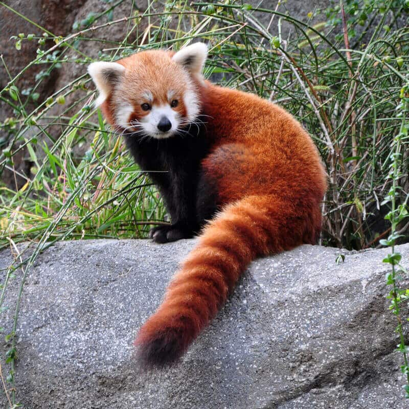 Panda-roux