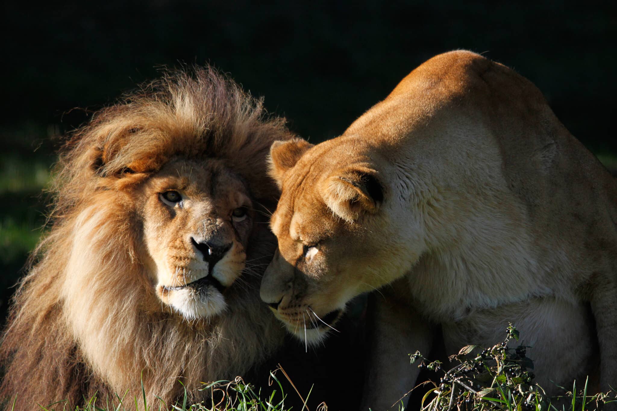 TOMBOLA DES LIONS 2025 – résultats du tirage au sort