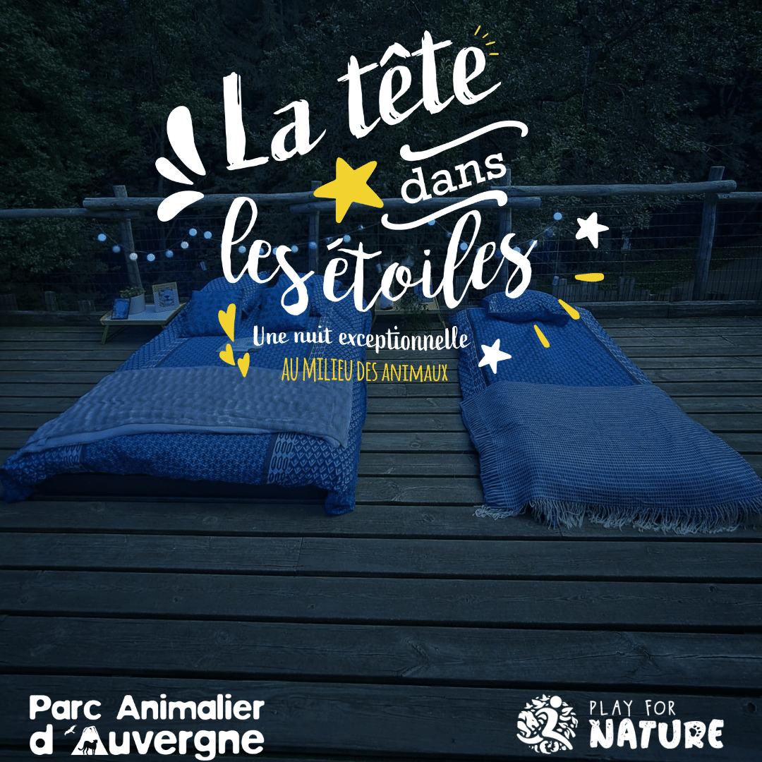 Head in the stars 2026