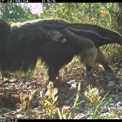 Cerrado Project Giant anteater_1