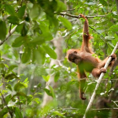 Orangutan-Sabangau-full-res-134-Andrew-Walmsley-p67gcwfcql3i6pj9tlwsk0ds8889re6tv5nj0qpdwo