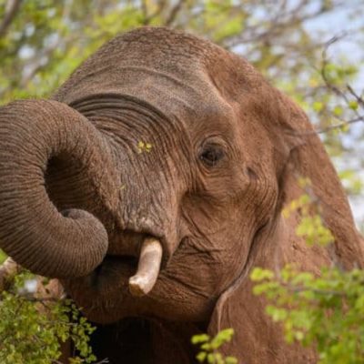 Victoria-Falls-Elephant