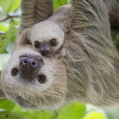 Hoffmann's Two-toed Sloth 
Choloepus hoffmanni
Mother and two-month-old baby
Aviarios Sloth Sanctuary, Costa Rica
*Rescued and released by Sloth Sanctuary