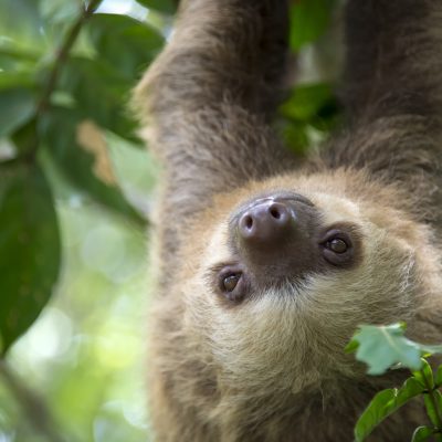 Two-toed sloth hanging from a tree in the jungle in Costa Rica.